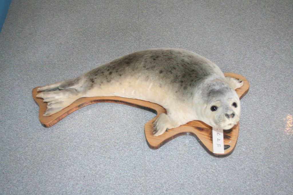 ゴマフアザラシ » 厚岸町海事記念館